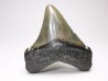 shark teeth: Carcharodon megalodon - Miocene (USA)