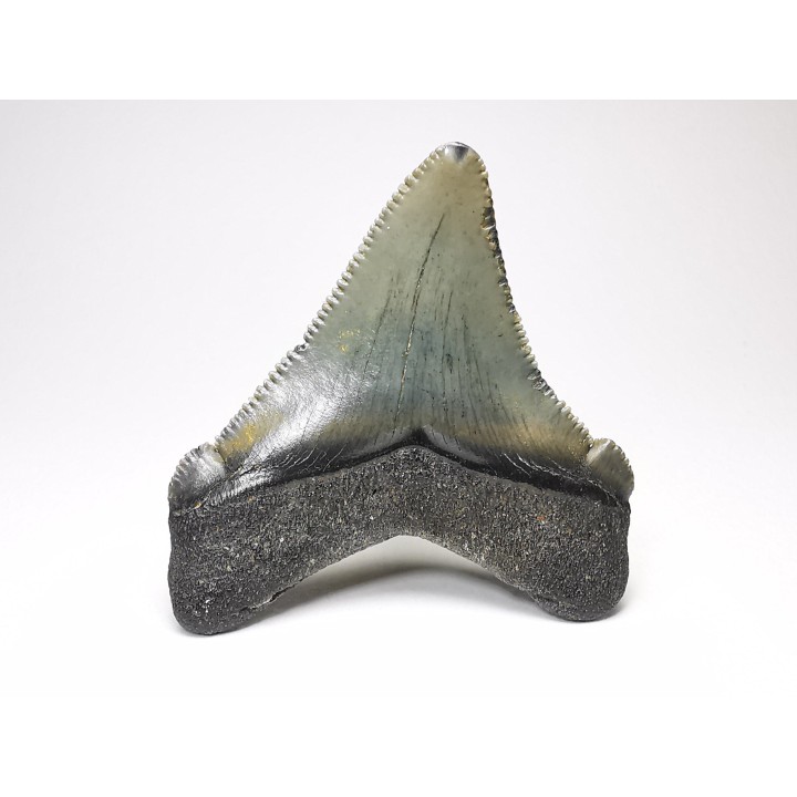 shark teeth: Carcharodon megalodon - Miocene (USA)
