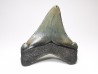 shark teeth: Carcharodon megalodon - Miocene (USA)