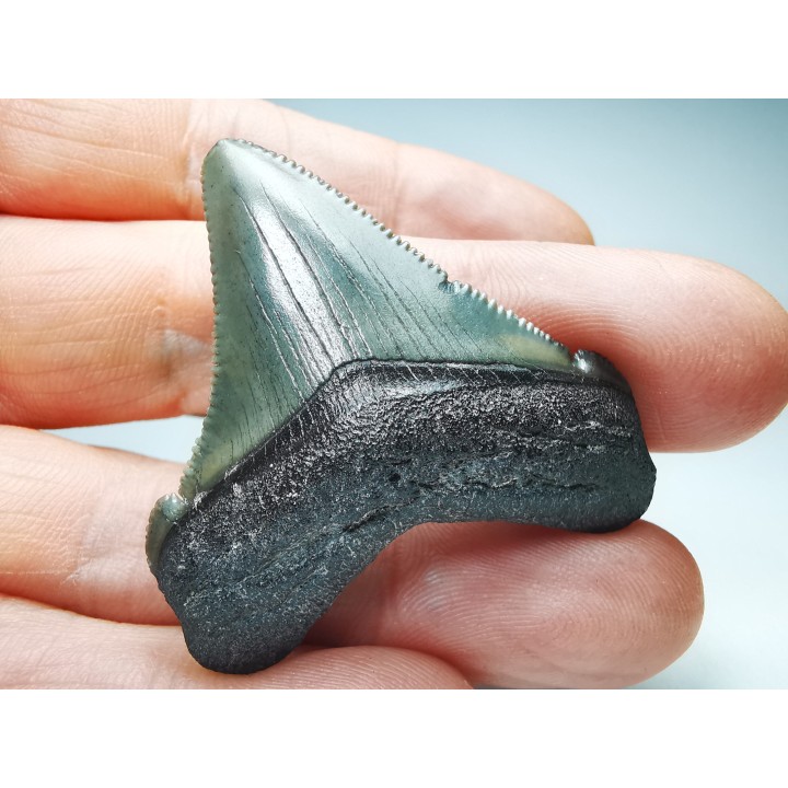 shark teeth: Carcharodon megalodon - Miocene (USA)