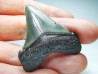 Dent de requin: Carcharodon megalodon, Miocène (USA)