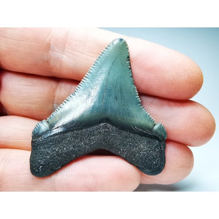 shark teeth: Carcharodon megalodon - Miocene (USA)