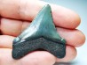 shark teeth: Carcharodon megalodon - Miocene (USA)