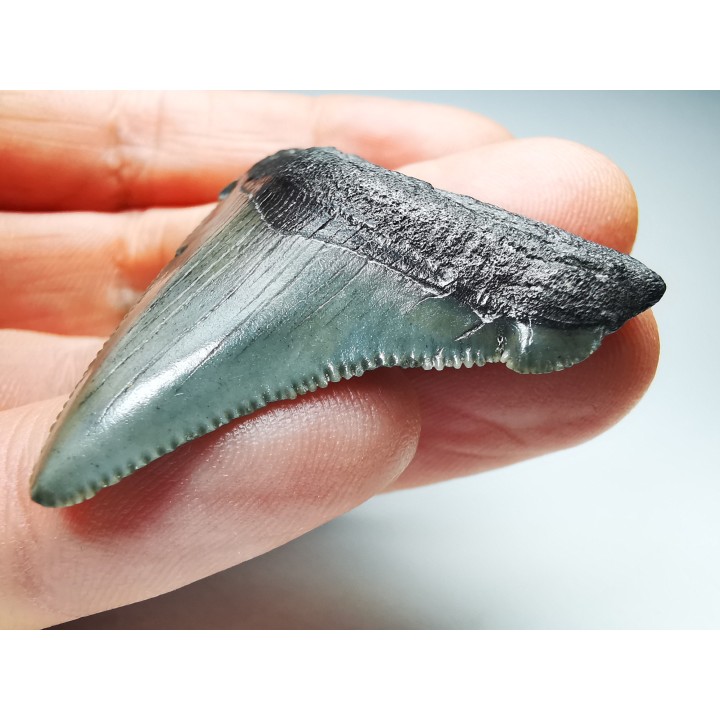 shark teeth: Carcharodon megalodon - Miocene (USA)