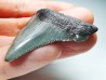 shark teeth: Carcharodon megalodon - Miocene (USA)