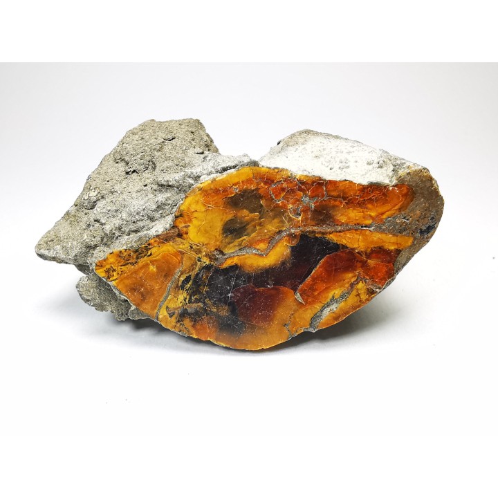 AMBER from Albian of Provence – FRANCE