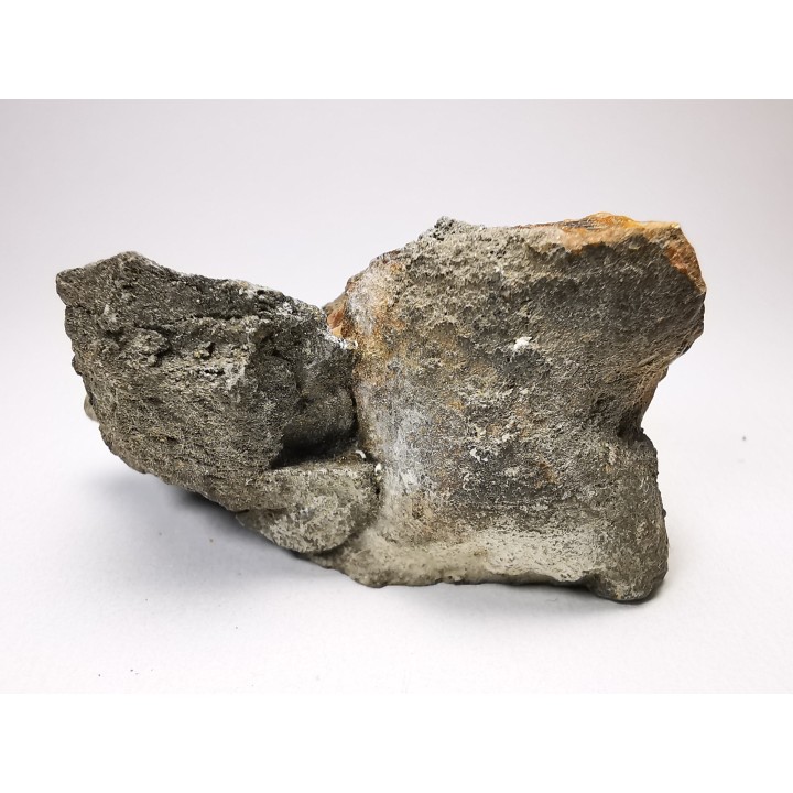 AMBER from Albian of Provence – FRANCE