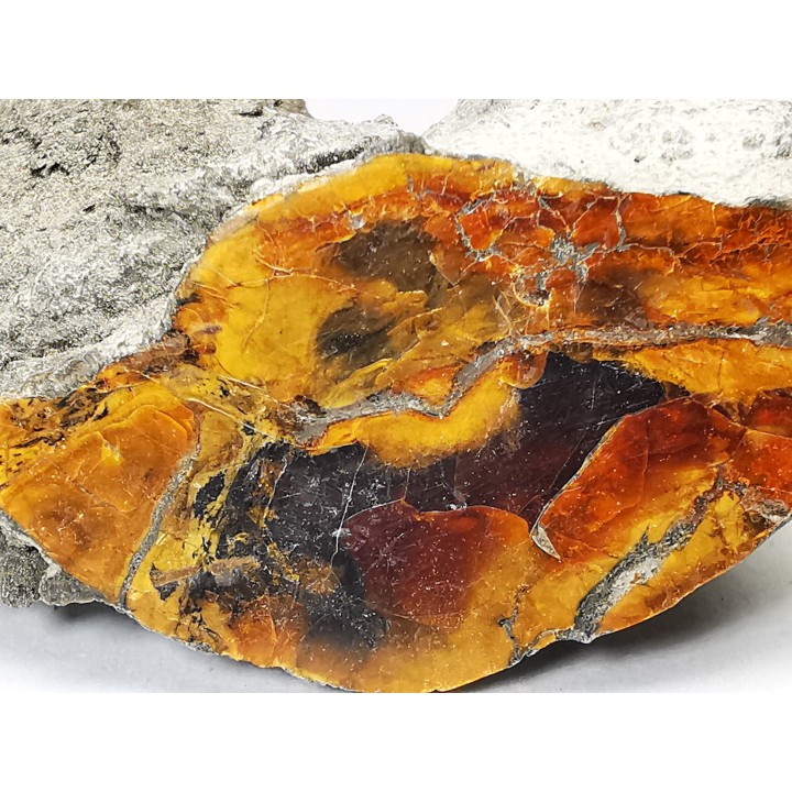 AMBER from Albian of Provence – FRANCE
