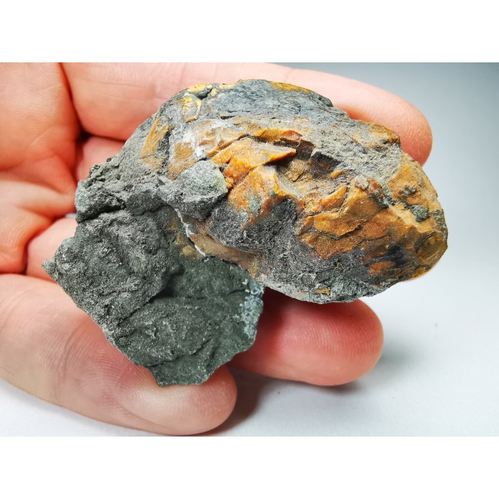 AMBER from Albian of Provence – FRANCE
