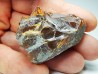 AMBER from Albian of Provence – FRANCE