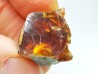 AMBER from Albian of Provence – FRANCE