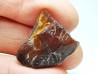 AMBER from Albian of Provence – FRANCE