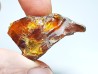 AMBER from Albian of Provence – FRANCE
