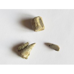 dent de RUTIODON RUETIMEYERI (4)