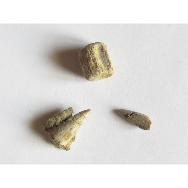 dent de RUTIODON RUETIMEYERI (4)
