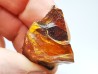 AMBER from Albian of Provence – FRANCE