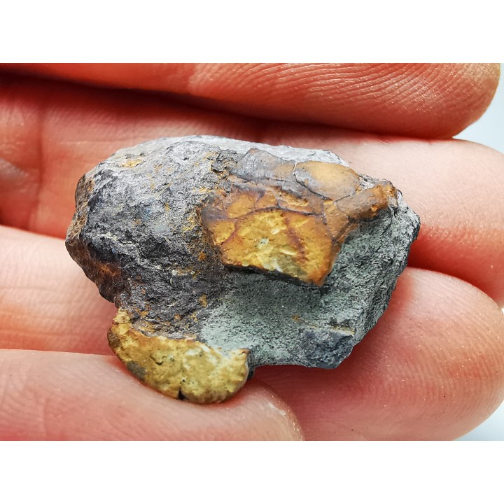 AMBER from Albian of Provence – FRANCE