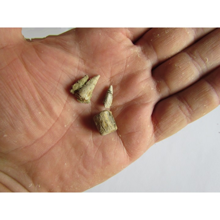 dent de RUTIODON RUETIMEYERI (4)