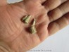 reptile tooth: RUTIODON RUETIMEYERI (4)