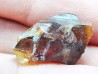AMBER from Albian of Provence – FRANCE