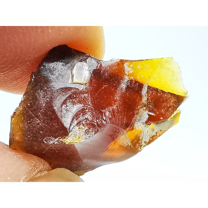 AMBER from Albian of Provence – FRANCE