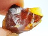 AMBER from Albian of Provence – FRANCE