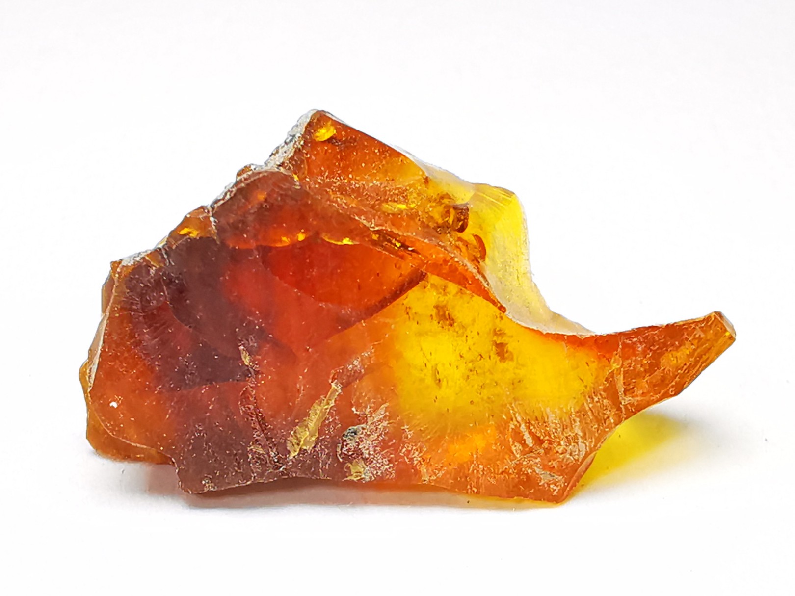 AMBER from Albian of Provence – FRANCE