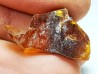 AMBER from Albian of Provence – FRANCE