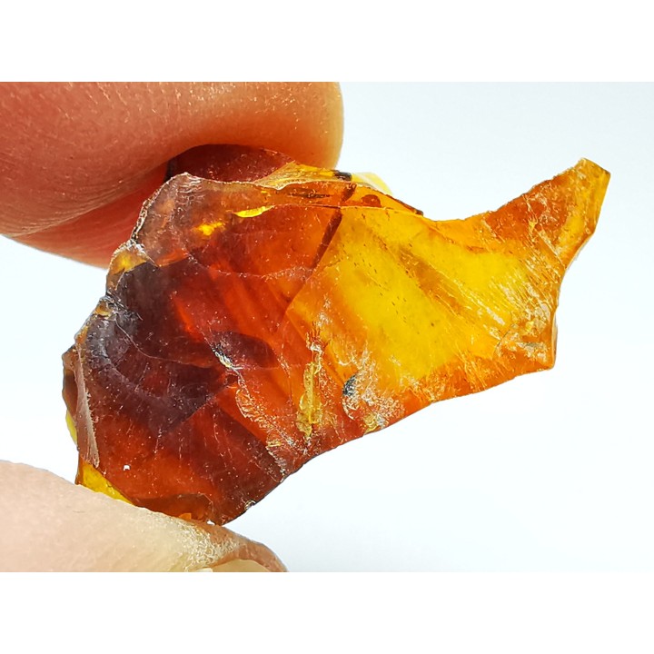 AMBER from Albian of Provence – FRANCE
