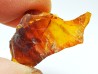 AMBER from Albian of Provence – FRANCE