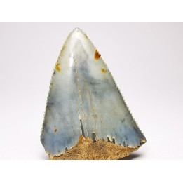 Fossil tooth of Great white shark: Carcharodon carcharias