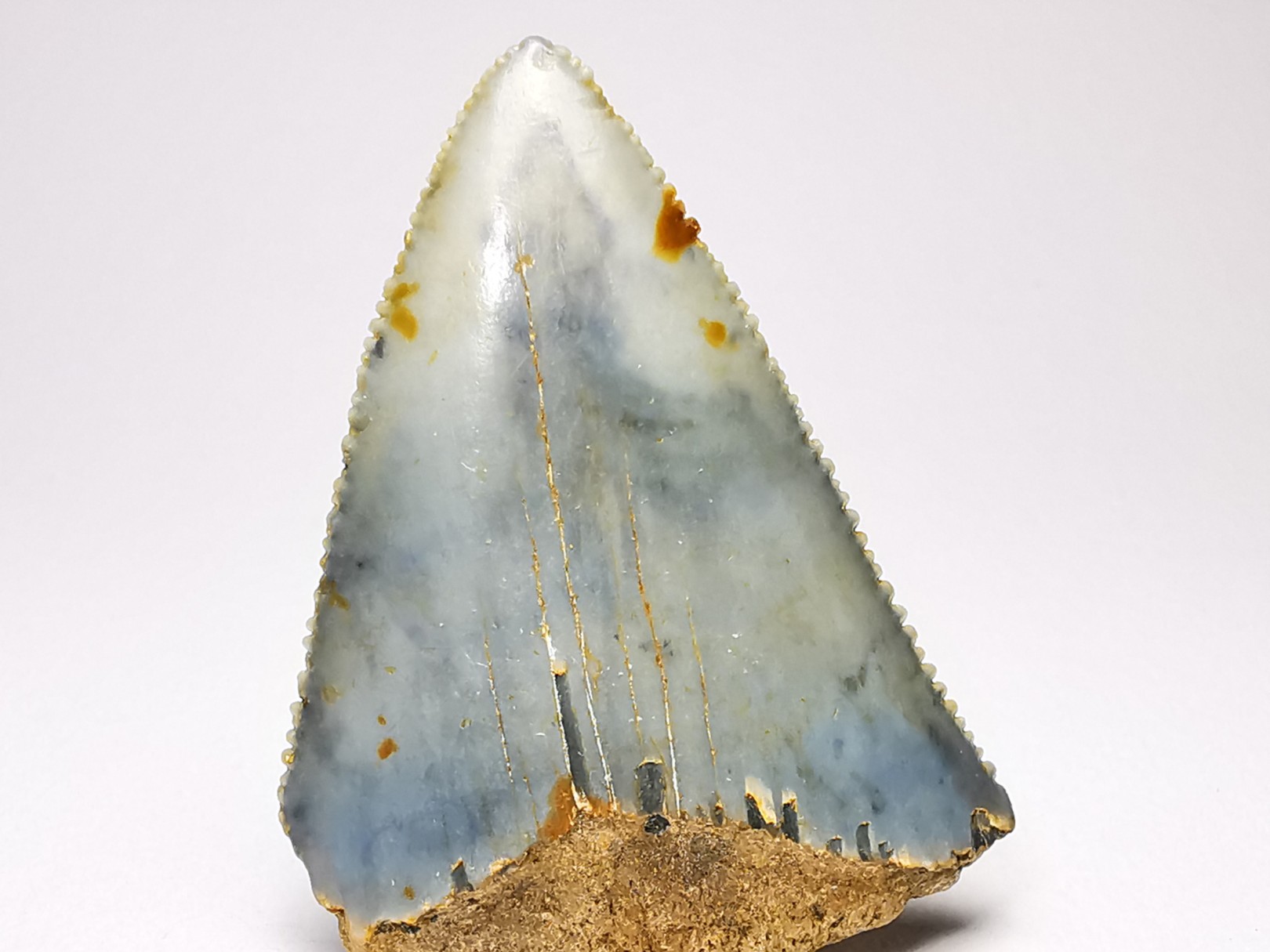 Fossil tooth of Great white shark: Carcharodon carcharias