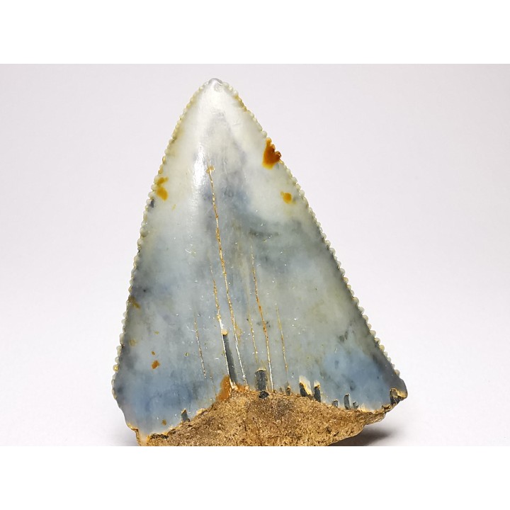 Dent fossile du GRAND REQUIN BLANC : Carcharodon carcharias