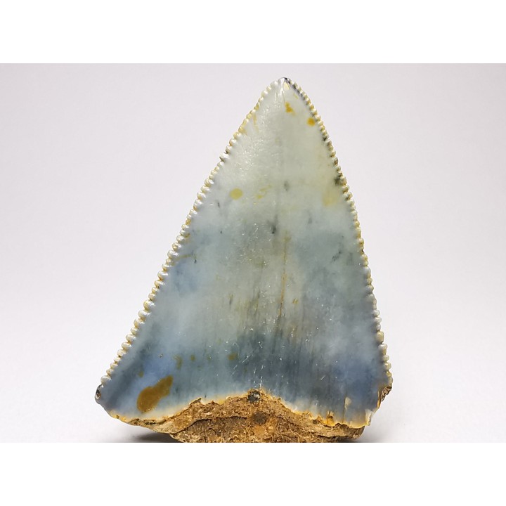 Dent fossile du GRAND REQUIN BLANC : Carcharodon carcharias