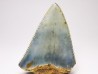 Fossil tooth of Great white shark: Carcharodon carcharias