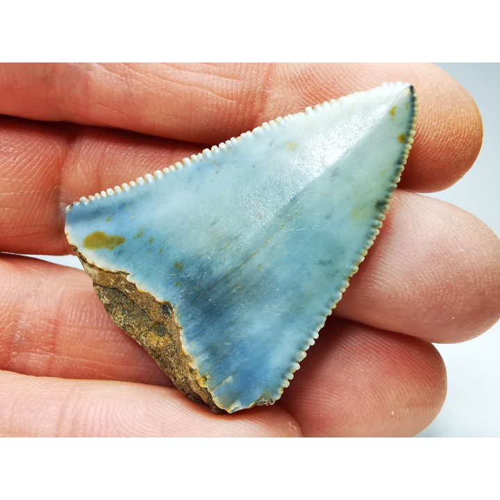 Fossil tooth of Great white shark: Carcharodon carcharias