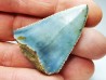 Fossil tooth of Great white shark: Carcharodon carcharias