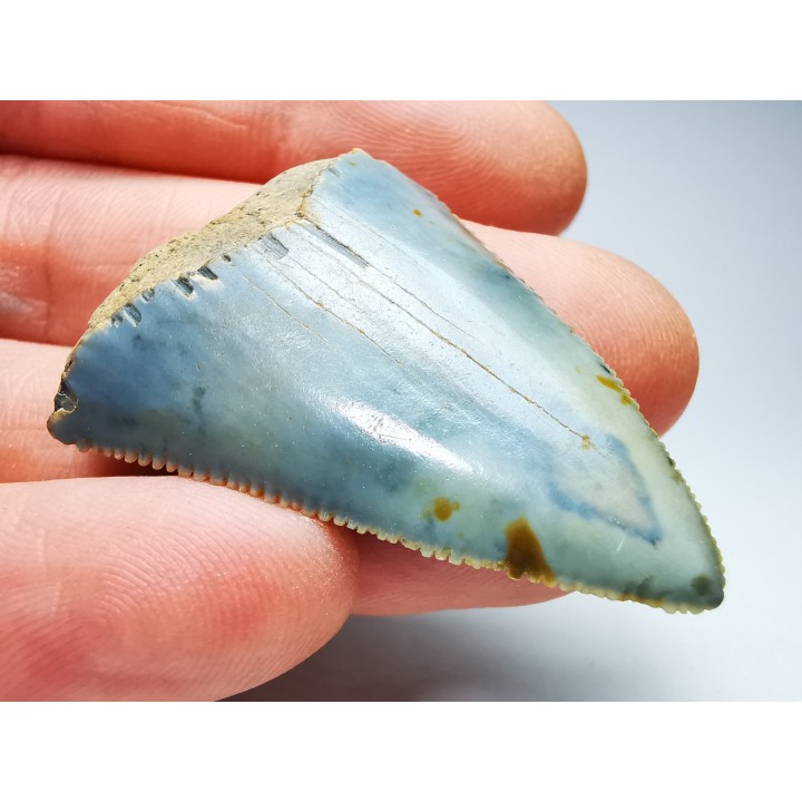 Dent fossile du GRAND REQUIN BLANC : Carcharodon carcharias