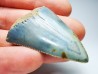 Dent fossile du GRAND REQUIN BLANC : Carcharodon carcharias