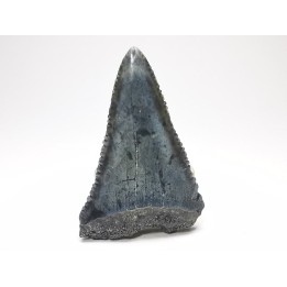 Fossil tooth of Great white shark: Carcharodon carcharias
