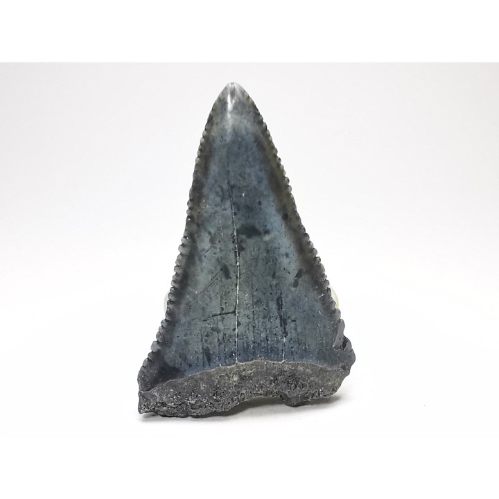 Fossil tooth of Great white shark: Carcharodon carcharias