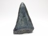 Dent fossile du GRAND REQUIN BLANC : Carcharodon carcharias
