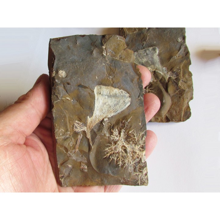GINKGO ADIANTOIDES (1)