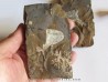GINKGO ADIANTOIDES (1)