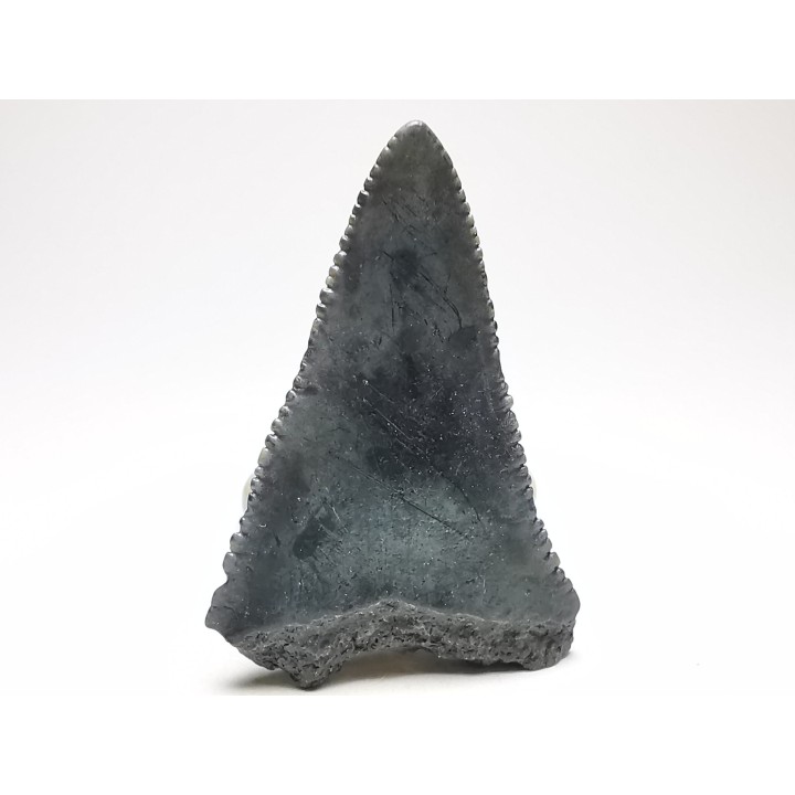 Dent fossile du GRAND REQUIN BLANC : Carcharodon carcharias