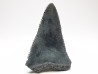 Dent fossile du GRAND REQUIN BLANC : Carcharodon carcharias