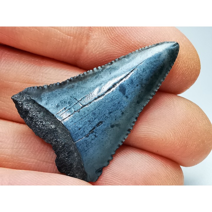 Dent fossile du GRAND REQUIN BLANC : Carcharodon carcharias