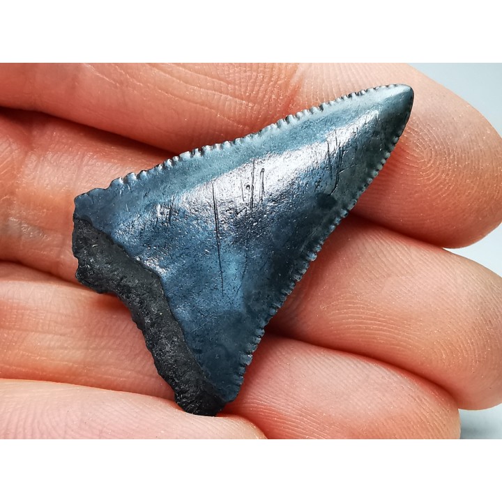 Fossil tooth of Great white shark: Carcharodon carcharias