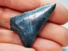 Dent fossile du GRAND REQUIN BLANC : Carcharodon carcharias