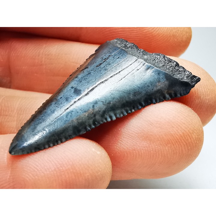 Fossil tooth of Great white shark: Carcharodon carcharias
